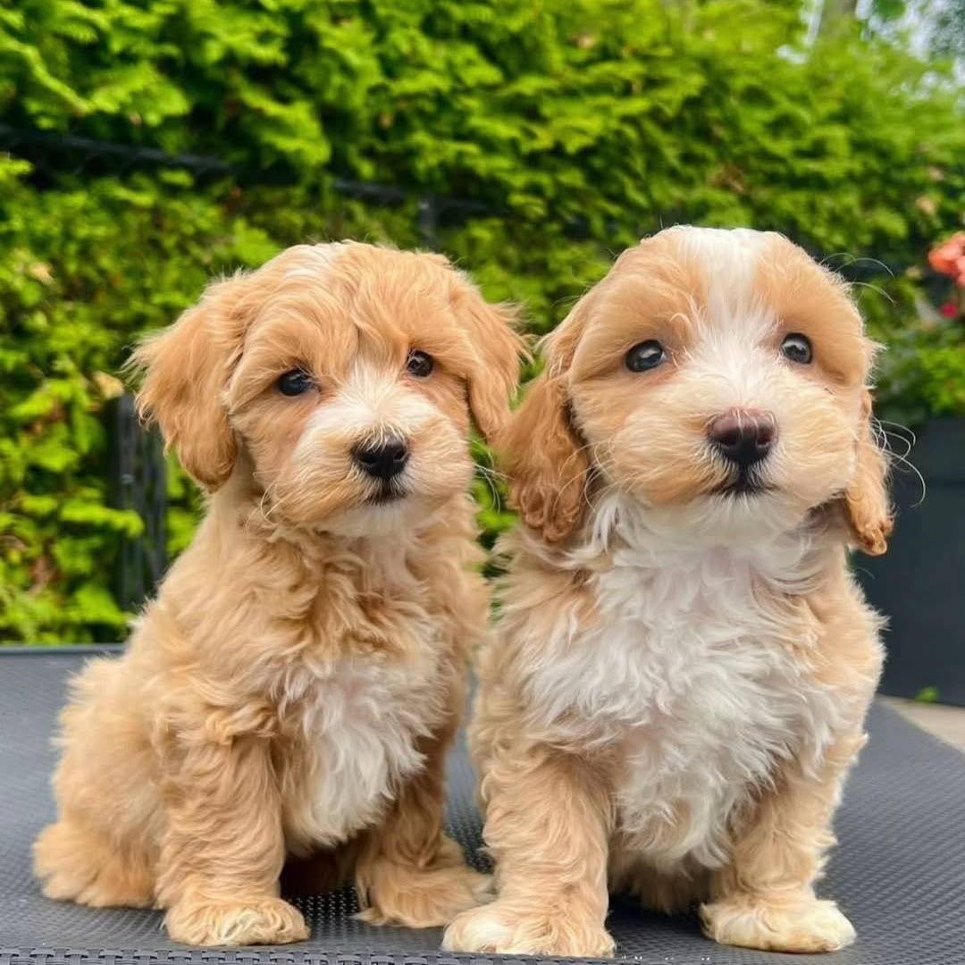 Small Tiny Paw Toy Poodle puppy in Texas